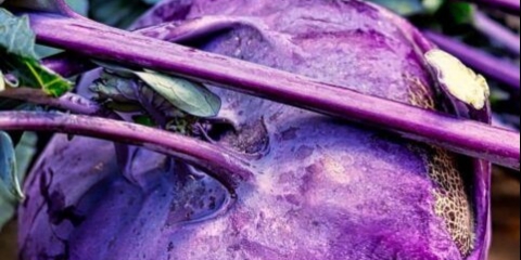 Kako čuvati kupus kelerabe za zimu